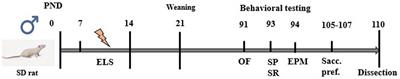 Early life stress induces decreased expression of CB1R and FAAH and epigenetic changes in the medial prefrontal cortex of male rats